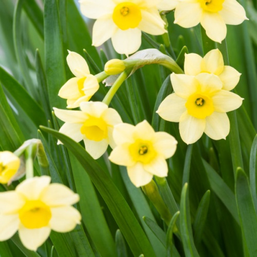 Mini Daffodil Bulbs - Minnow